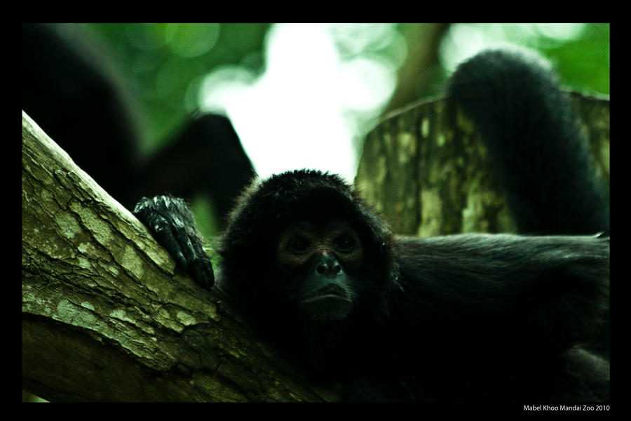 Spider Monkey Deviantart Spider Monkey by HamanoKumiko on DeviantArt