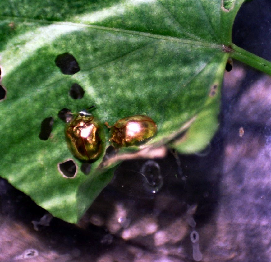 the golden ladybug by MMCEOrange on DeviantArt