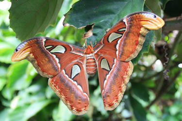 Attacus Atlas