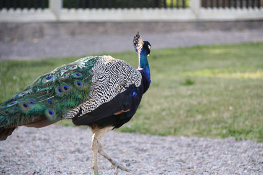 Peacock