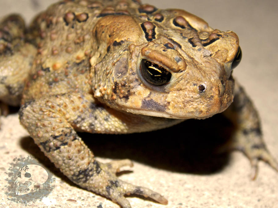 Tibia Toad Toad 2 by Damien-Shade on DeviantArt