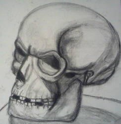 Skull Still Life 2