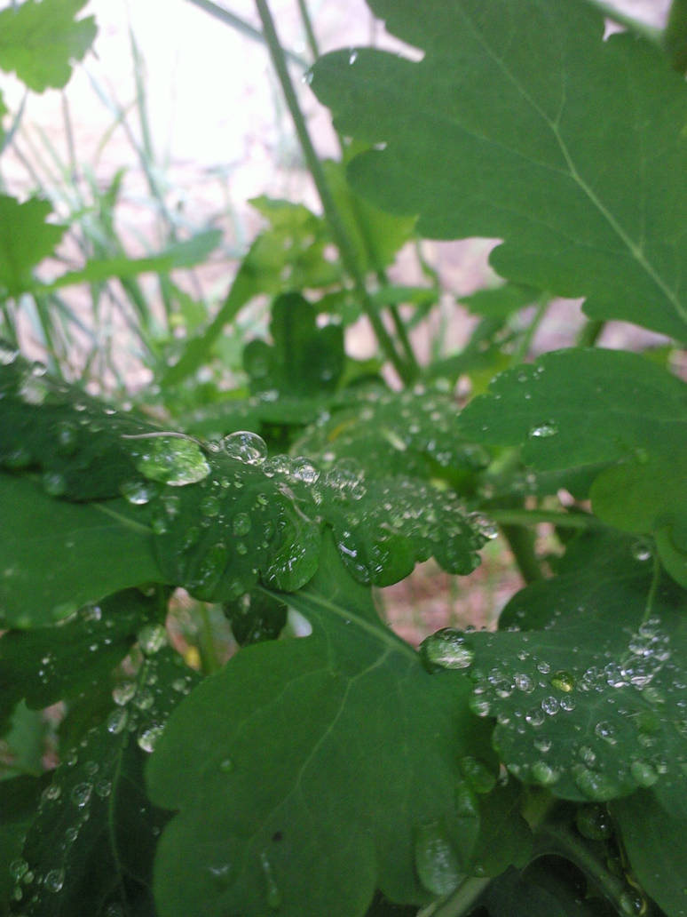 Dew2 by CernaBaletka on DeviantArt