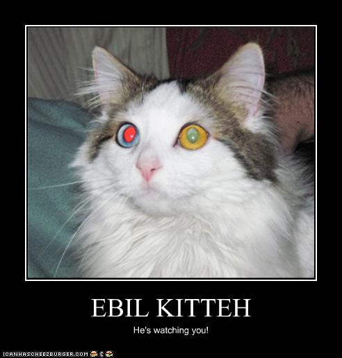 Lolcat- Ebil Kitteh