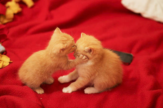 Ginger kittys in love