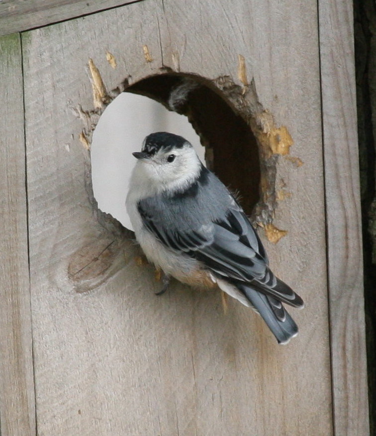 Nuthatch