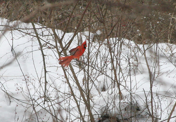 Cardinal fanning tail feathers