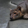 Fossa