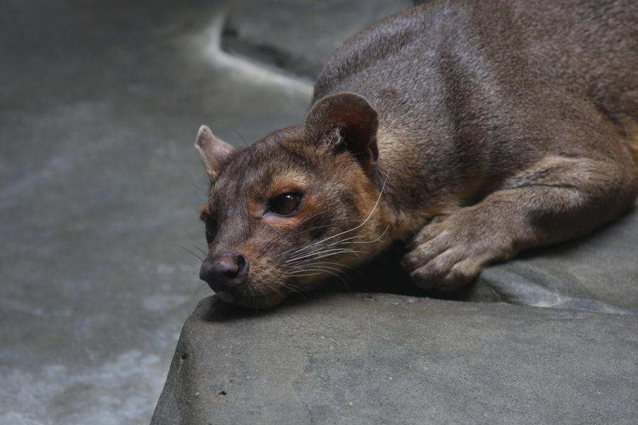 Fossa