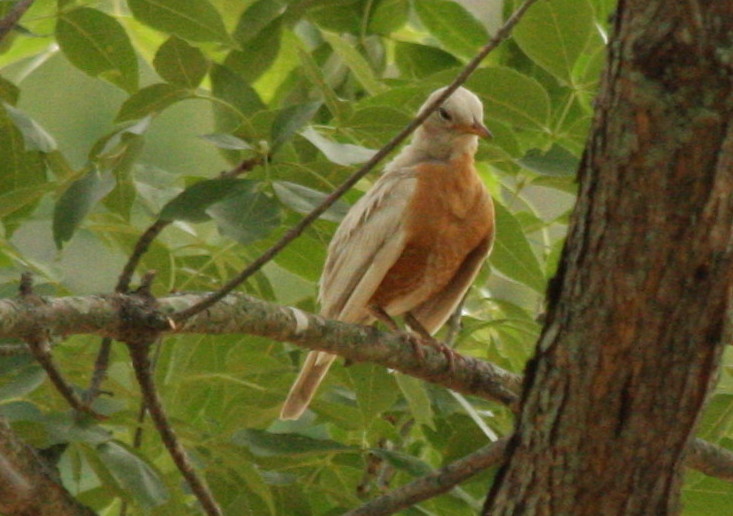 White Robin