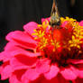 Moth on Flower