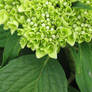 Green Hydrangea