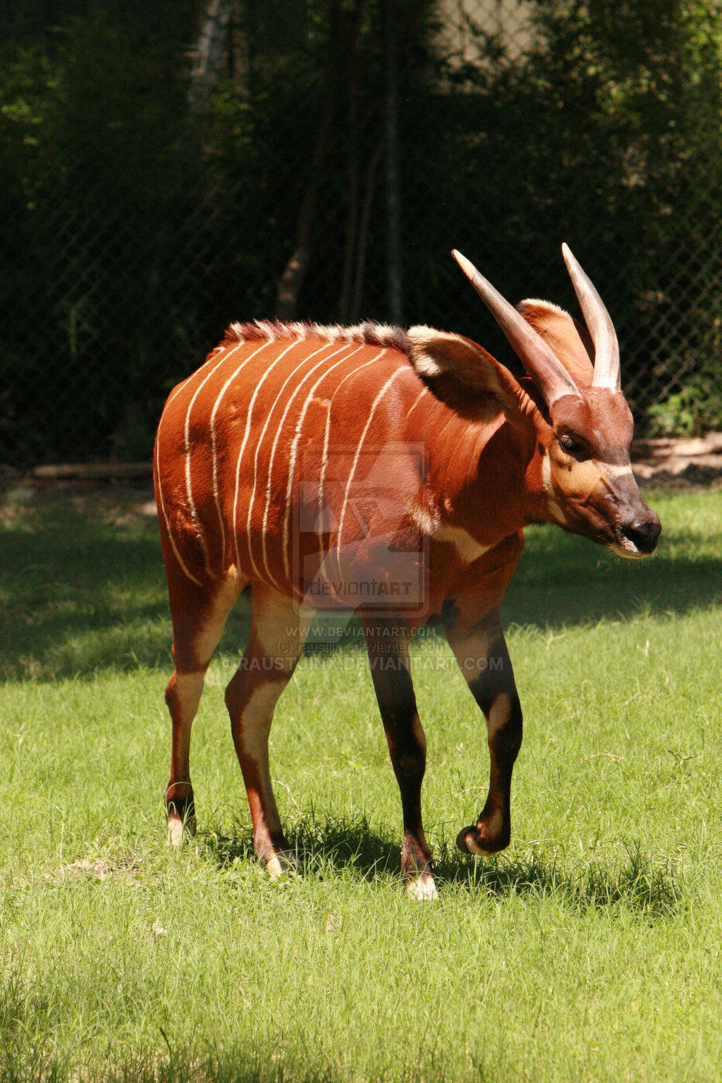 Ft Worth Zoo by raustjinx on DeviantArt