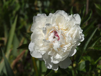 Paeonia