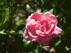 Rosa