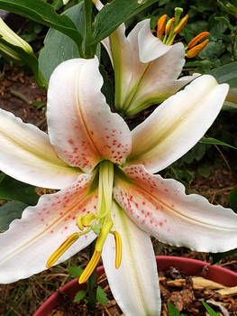 White and Orange Lily