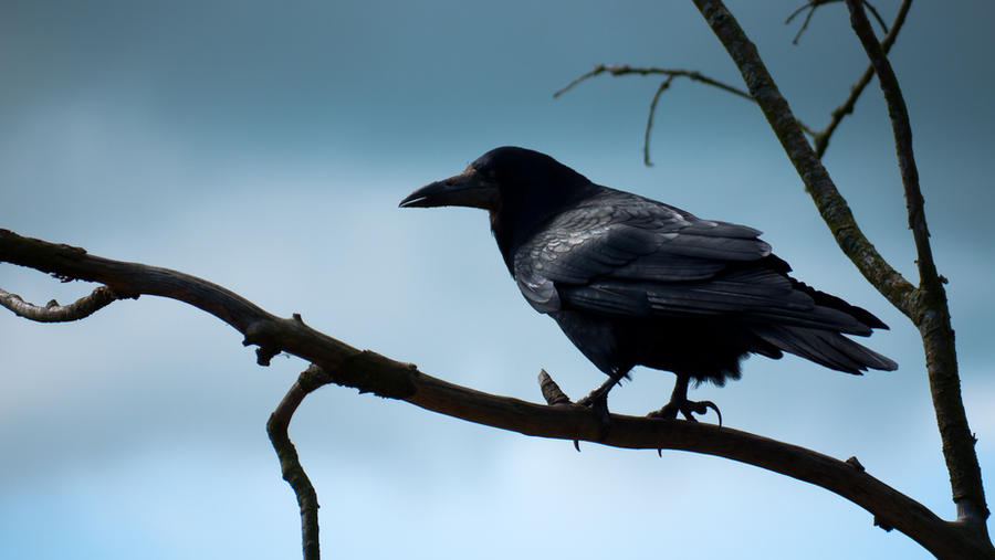 Vermy Rook The Rook by Felvin on DeviantArt