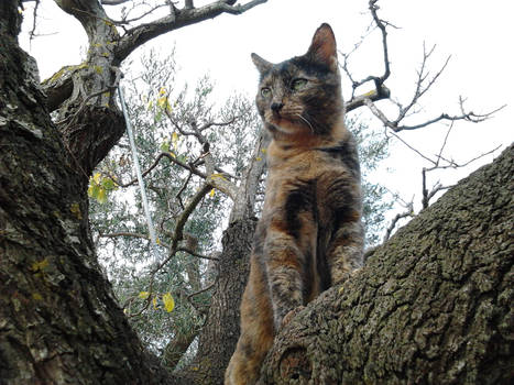 Cat looking above a tree