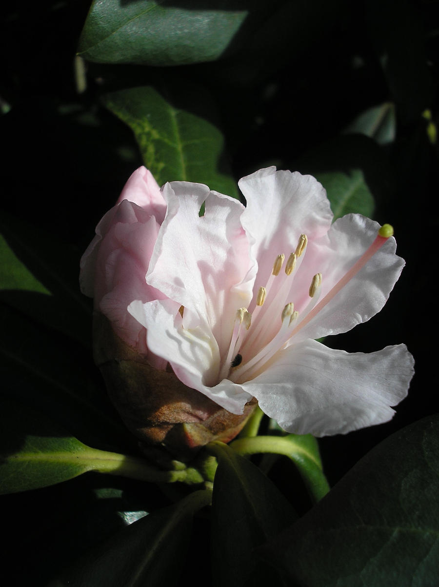 Rhododendron