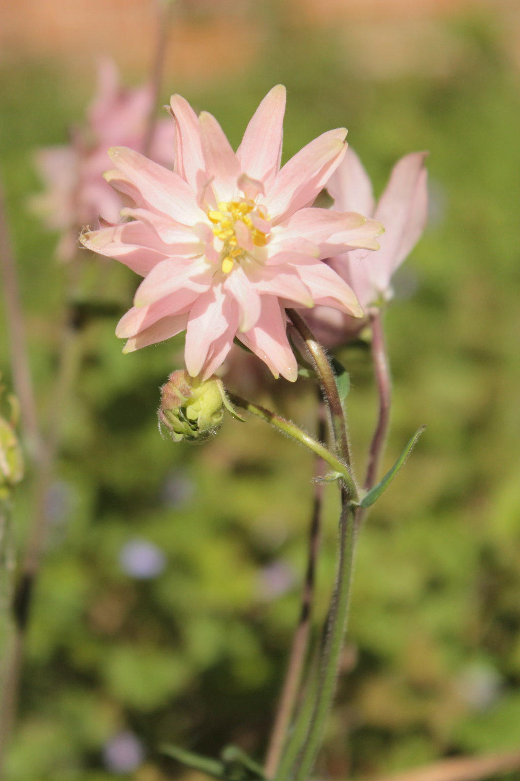 Aquilegia vulgaris 'Rose Barlow'