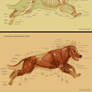 Dog anatomy