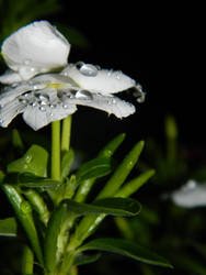 Raindrops on White Flower