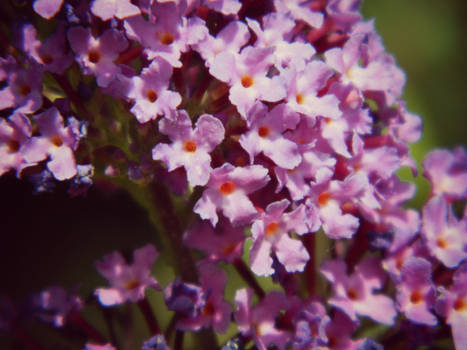 Purple Petals