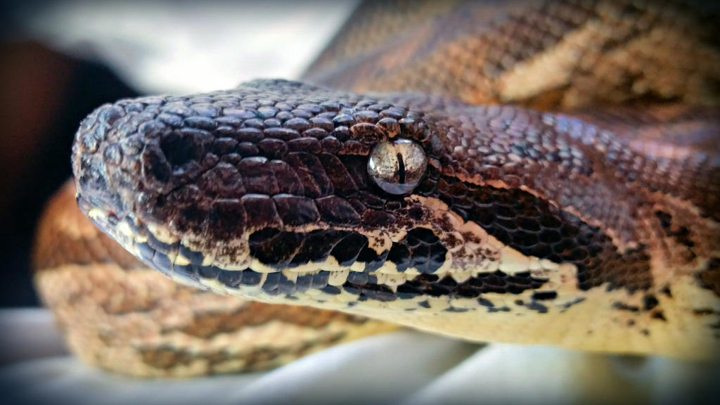 Python Dumerili Acrantophis Dumerili by MetutusUnum on DeviantArt