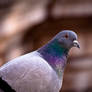 Pigeon des villes