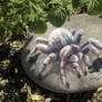 Wild Rock Tarantula