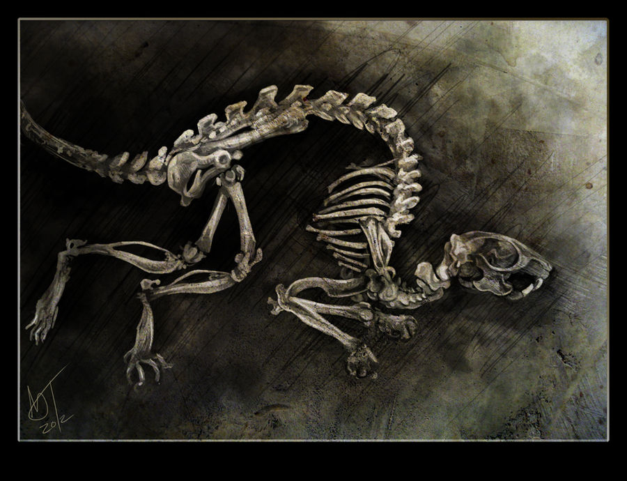 Rat Skeleton Study