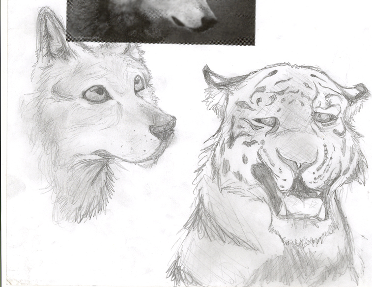 Wolf and tiger sketches