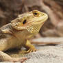 Bearded Dragon