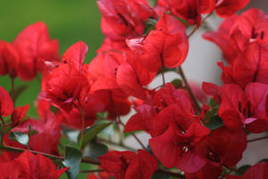 Bougainvillea Beauty