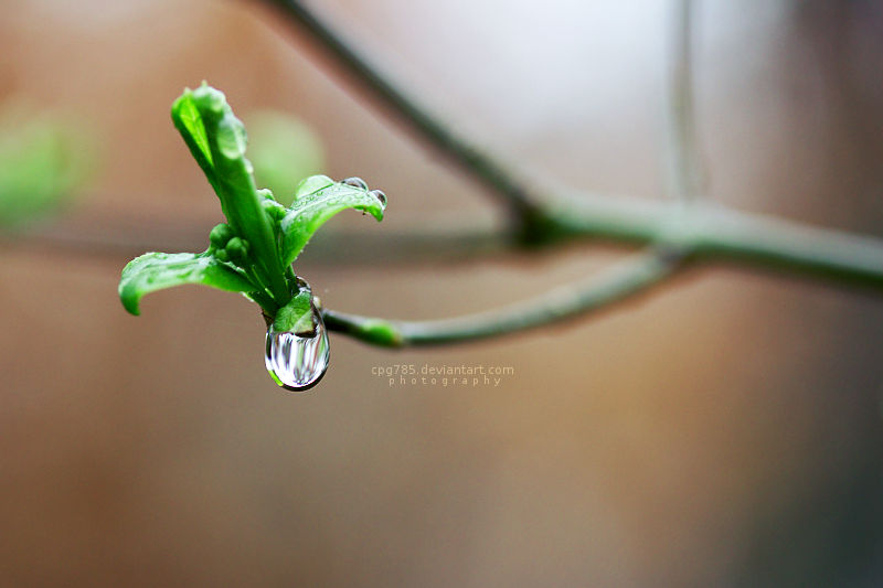 Spring Into Freshness Spring freshness by cpg785 on DeviantArt
