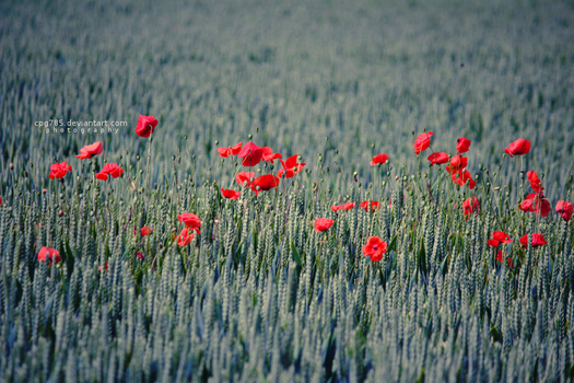 Red life in a field