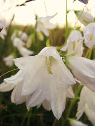 little brides