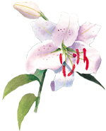 divzovk-1352357c-587d-4d98-91a3-89e21323