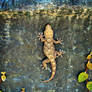 Moorish Gecko