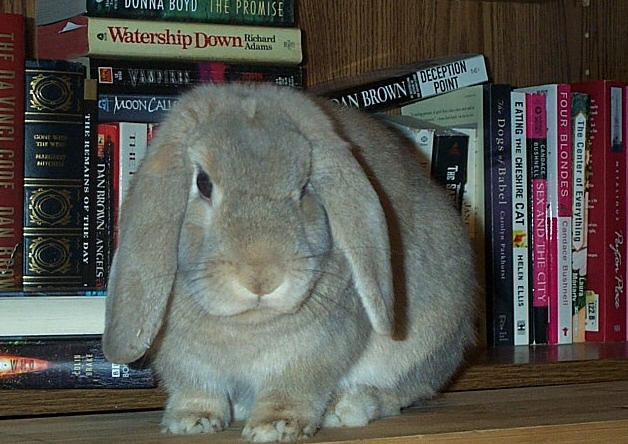 Reader Rabbit by Occidentalowl on DeviantArt