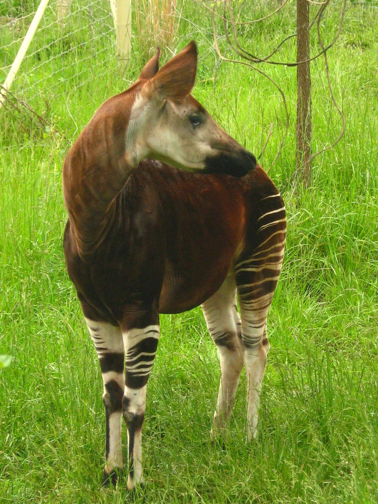 Okapi for Okami by Occidentalowl on DeviantArt