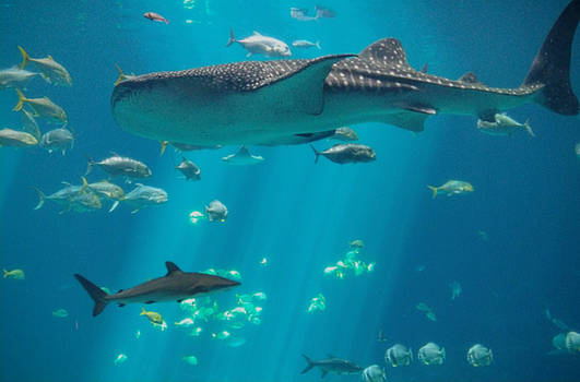 Whale shark