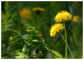 Dandelions