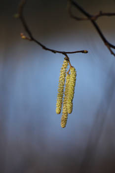Catkins stock 2