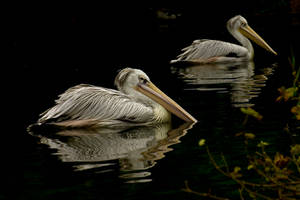 Two pelicans stock