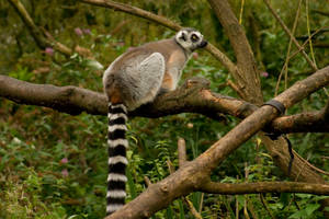Lemur stock