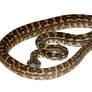 Carpet python stock