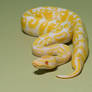 Albino royal python stock