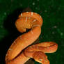 Tree boa stock