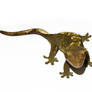 Crested gecko stock